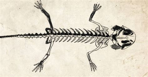Esqueleto De Ajolote Axolotl Mexican Salamandra Tatuajestemporales The Best Porn Website