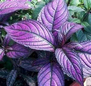 This shade lover traditionally opens purple or pink flowers spotted with yellow, but new hybridizing efforts have introduced almost solid purple and flowers dangle like bells and cover stems from top to bottom. shade perennials purple shield | Ide berkebun, Tanaman ...