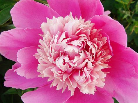 Bright Pink Peony Petals Close Up Stock Image Image Of Flower