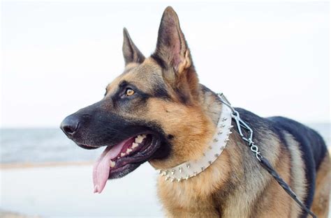 Best Collar For German Shepherd Puppy Petsidi
