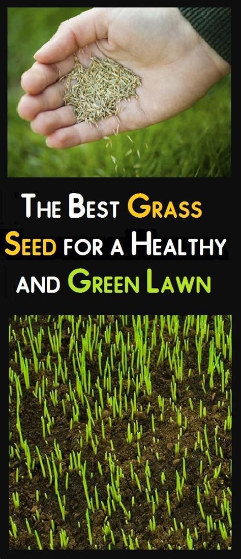 The Best Grass Seed For A Healthy And Green Lawn Best Grass Seed