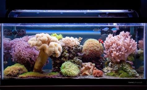 Rods 40g Soft Coral Reef Aquarium Members Aquariums Nano