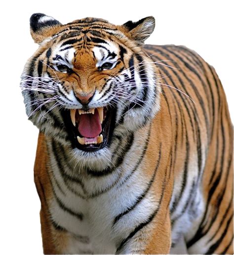 Tiger Roar Png All