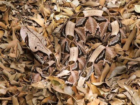 Gaboon Amphibians Reptiles Gaboon Viper Jungle Crafts Best