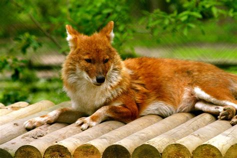 Dhole The Life Of Animals