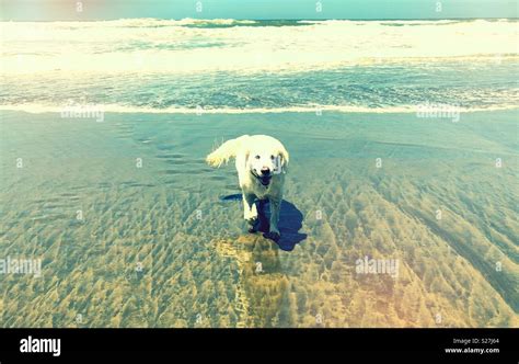 Doggie heaven at the beach and surf for this happy smiling Cream Golden