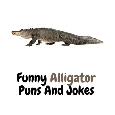 120 Funny Alligator Puns And Jokes Chomp On Humor Funniest Puns