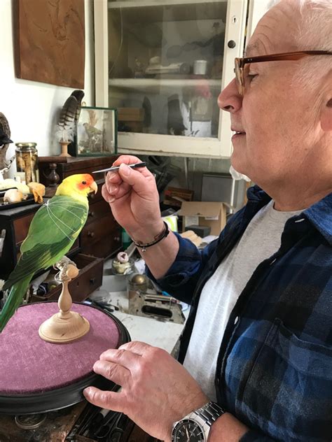 A Great Slaughter The Extinction Of The Carolina Parakeet Asgaard Solutions