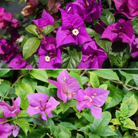 Growing Bougainvillea Indoors A Full Guide Gardening Tips