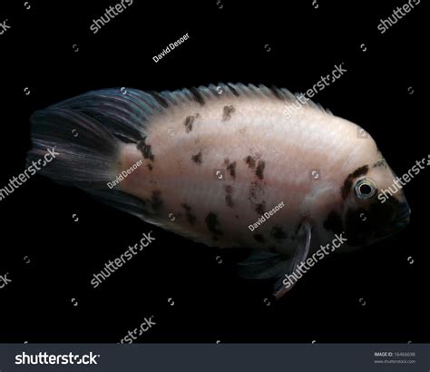 43 Pink Convict Cichlid Images Stock Photos And Vectors Shutterstock