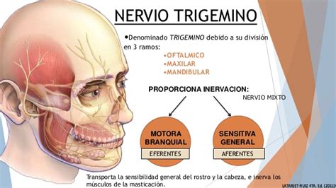 Nervio Trig Mino Qu Es Anatom A Funci N Ramas Enfermedades M S