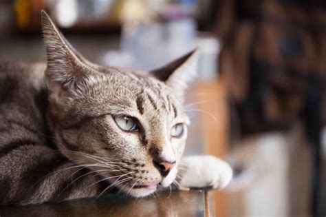 We Need To Talk What It Means When Your Cat Is Meowing So Much