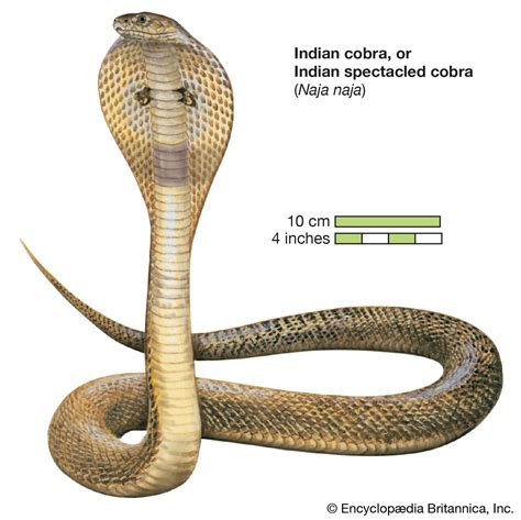 Indian Cobra Students Britannica Kids Homework Help
