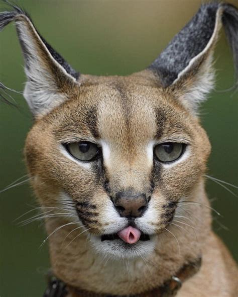 Todays Mlep Brought To You By This Gorgeous Caracal Rcats
