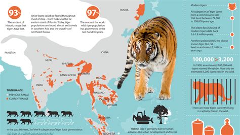 Siberian Tiger Habitat Amur Tiger Habitat Loss And Map Siberian Tiger