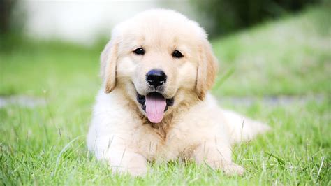 Golden Retriever Puppies For Sale At Petsyoulike Youtube