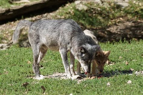 Wolf Pack Ranks 5 Levels In The Hierarchy Wildlife Informer
