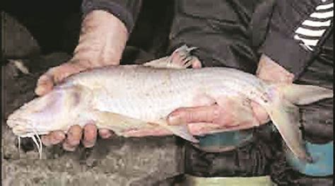 Discovery Of Worlds Largest Cave Fish In Meghalaya ‘flooding In Caves