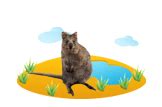 And then most alphabets use fox or ox for x. Animals that start with the letter Q | Animals Town
