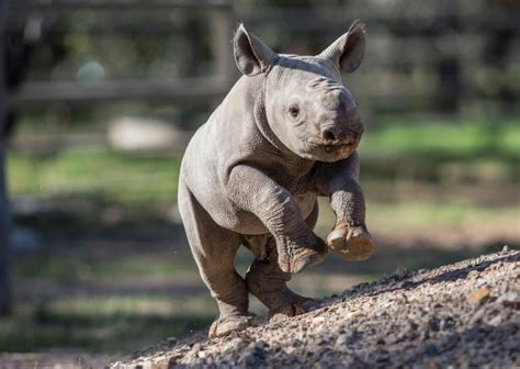 Cute Baby Animals The Most Adorable Zoo Babies Of 2015