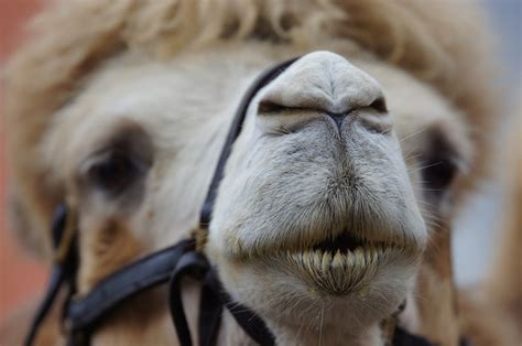 They used a fisa title i warrant, reserved for an agent of a foreign power who is knowingly. Fiduciary Enforcement: A Camel's Nose Under the Tent ...