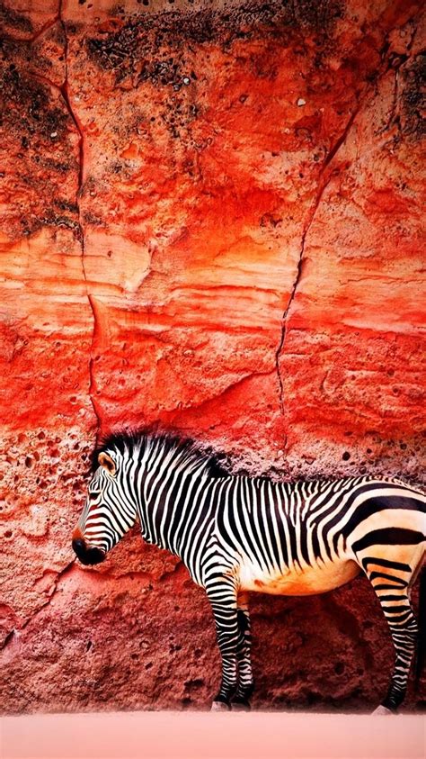 Red Zebra Iphone Wallpapers Wallpaper Cave