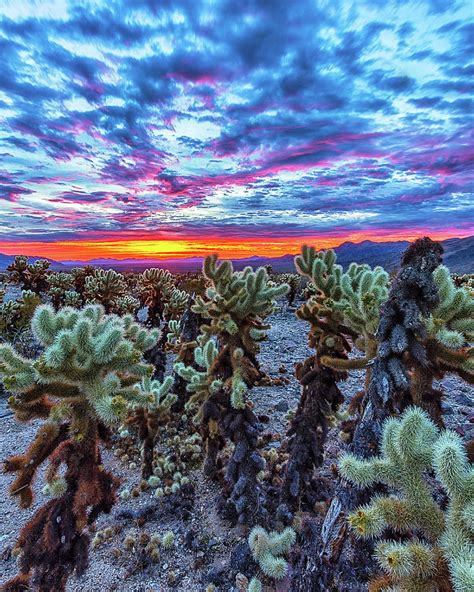 Cholla Cactus Garden Sunrise Photograph By Mike Winer Fine Art America