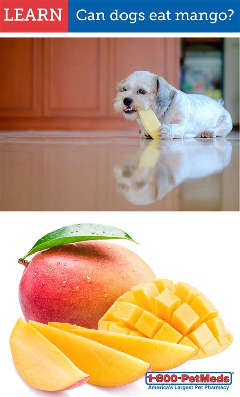 Can Puppies Eat Mango Dopi