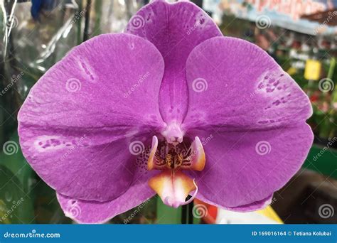 Lilac Orchid Flower Closeup Stock Foto Image Of Plantkunde Decoratie