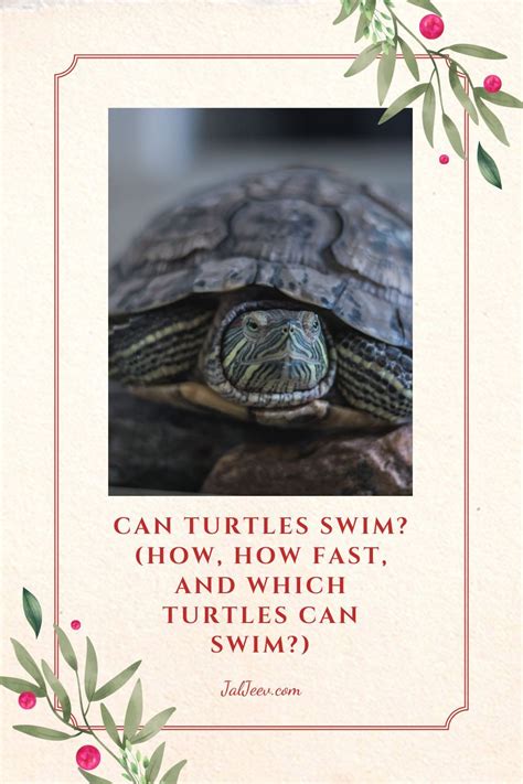Can Turtles Swim How How Fast And Which Turtles Can Swim In 2021