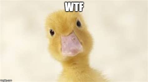 Wtf Duck Imgflip