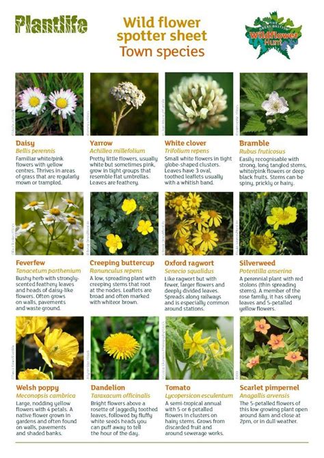 Wildflower Identification Get The Kids Spotting Town Plants And More
