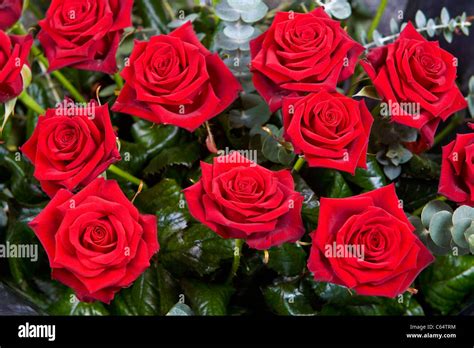 A Bunch Of Red Roses Stock Photo Alamy