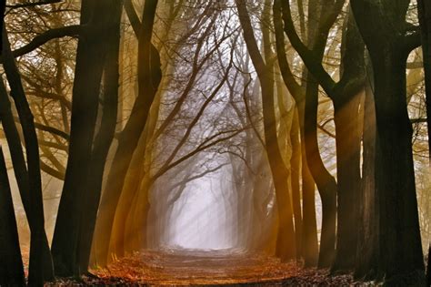 Rays Alley Trees Light Nature Photo 3483 Hd Stock Photos
