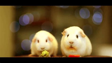 Guinea Pig Discovers The Meaning Of Life Youtube