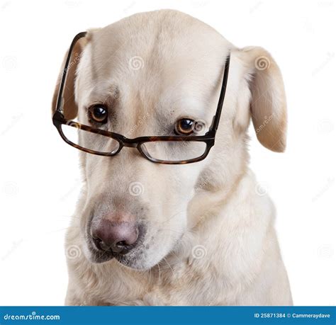 Glasses Royalty Free Stock Image 4639330