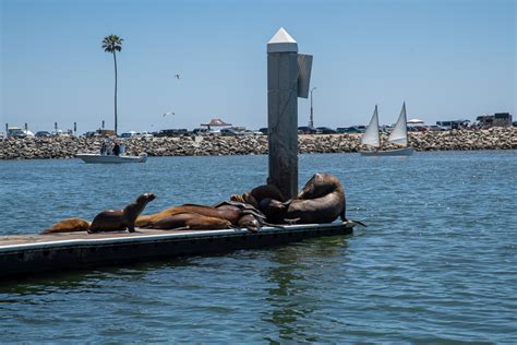 California Sea Lions In Oceanside Harbor June 8 2019