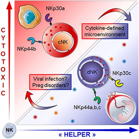 Frontiers Features Of Human Decidual Nk Cells In Healthy Free