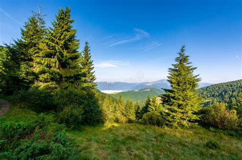 Forest On The Grassy Meadow In Mountains Stock Image Image Of Forest
