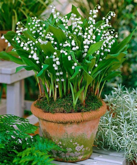 Lily of the valley in a pot | muguet | Pinterest