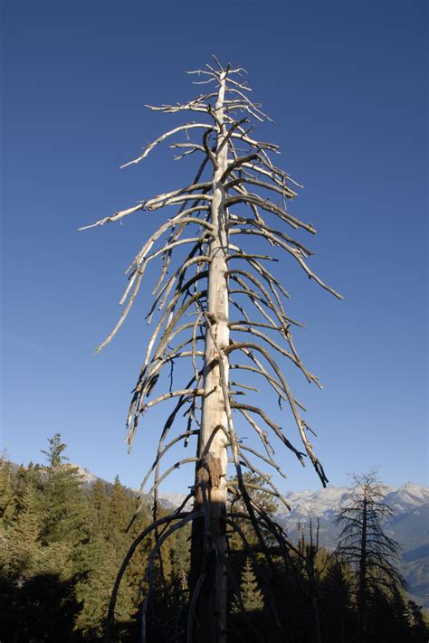 Free Photo Lifeless Pine In Sequoia National Park Bspo06 Forest