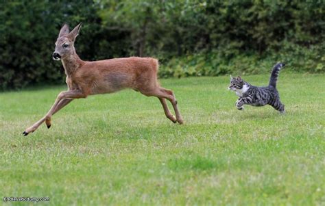 Muntjac deer are wonderful real life rpg creatures. Toxoplasmosis in Deer: Feral Cats Spread Parasitic Disease
