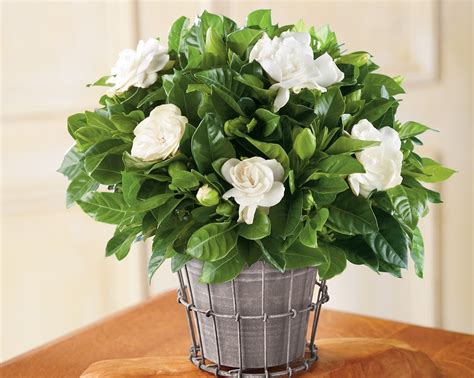 Tree type gardenia, www.gardenia.gr,.gardenia growers group.our goal is to continuously supply the european market with the best quality of compact gardenia pot plants (gardenia jasminoides) of. Growing Gardenias in Pots | Gardenia Tree Care and How to ...