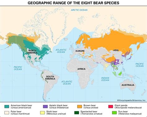 World Map Of The Bear Population Vivid Maps