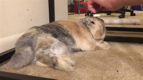 Abigails Story Neglect Fostering Forever Homes Adopting A Rabbit