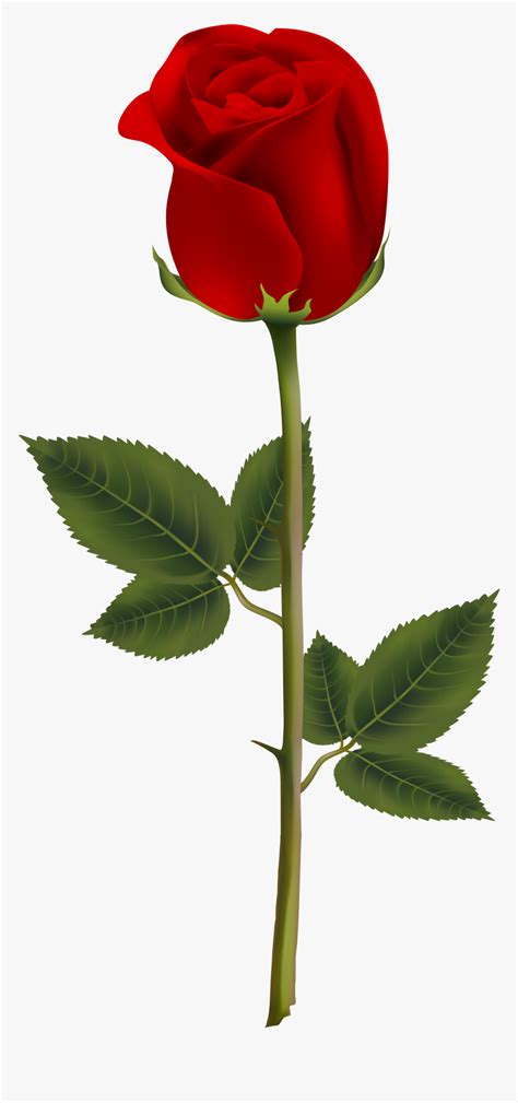 View our latest collection of free banner png images with transparant background, which you can use in your poster, flyer design, or presentation. Transparent Background Red Rose Png, Png Download - kindpng