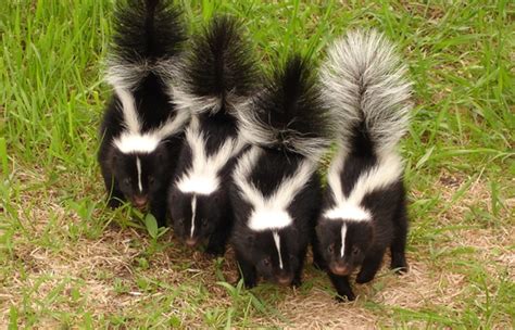 Baby Skunks Trapper Tails