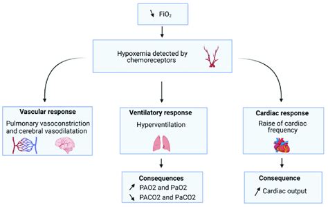 Cardio Circulatory And Respiratory Systems Initial Response To Hypoxia