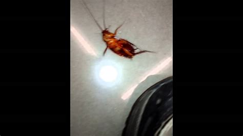 Worlds Largest Cockroach Youtube