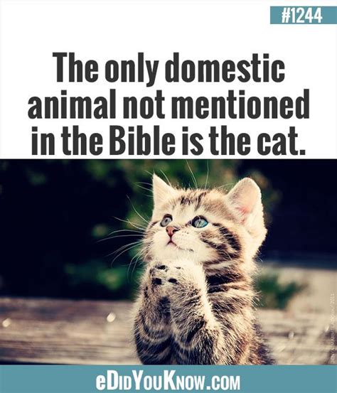 There is no direct mention of cats in the translated bible. 627 best Animals images on Pinterest | Random facts ...